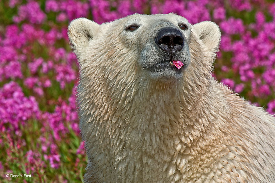 Dennis Fast Captures Polar Bears Playing In Flower Fields (9)