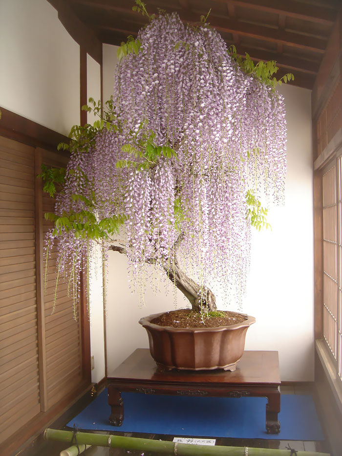 amazing-bonsai-trees-2-1-5710e789c26e6__700