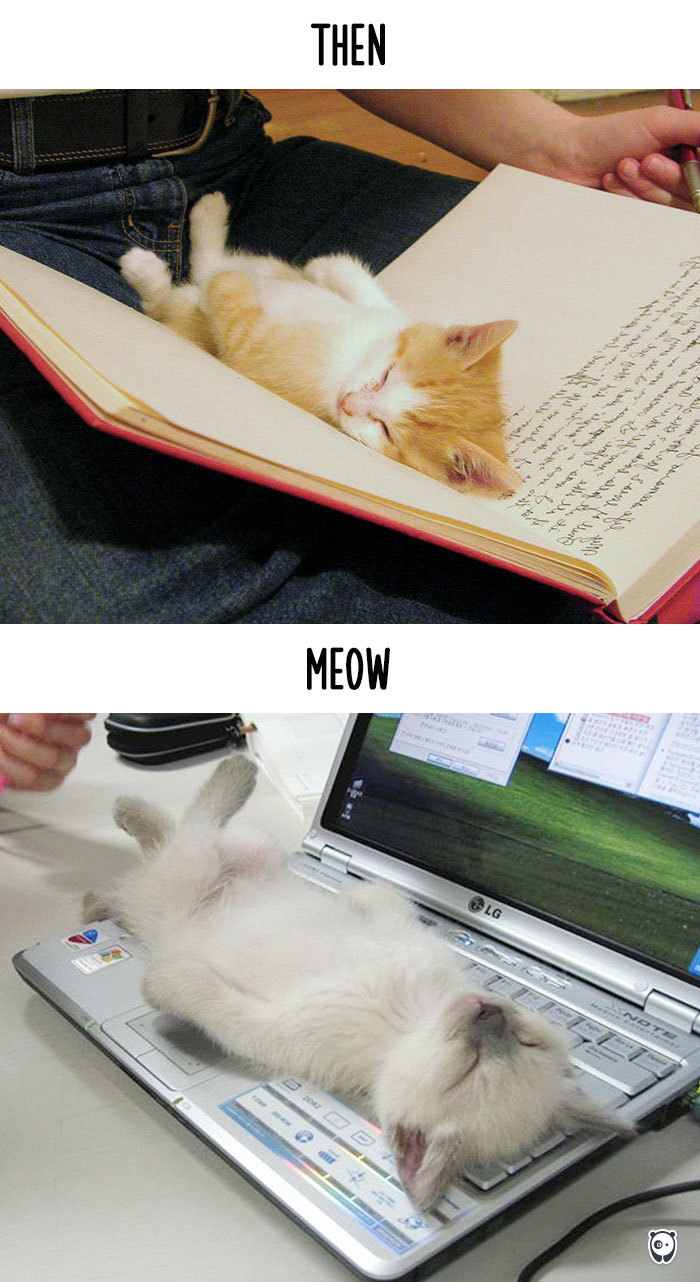 cats-then-now-funny-technology-change-life-8-571614339bfc2__700