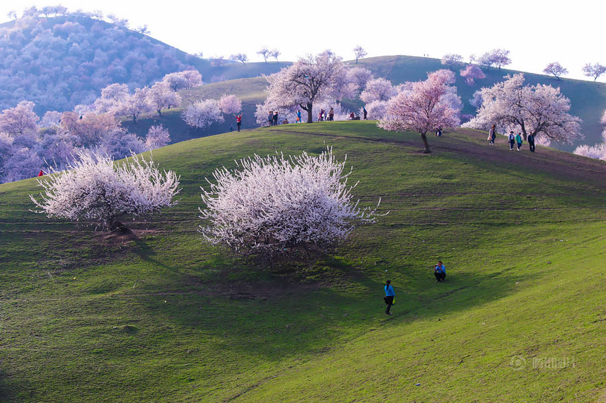 blooming-apricot-valley-yili-china-4