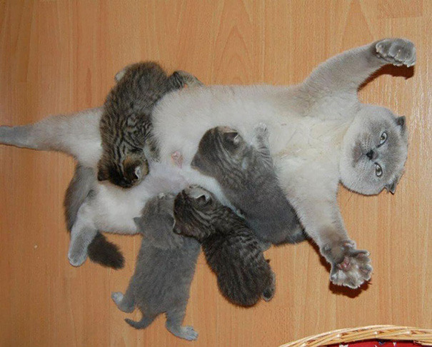 funny-animal-motherhood-photos-cats-dogs-pet-moms-4-5767d6a69d572__605