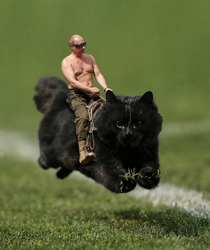 flying-cat-rugby-game-photoshop-battle-13-5784a38be81fa-png__700