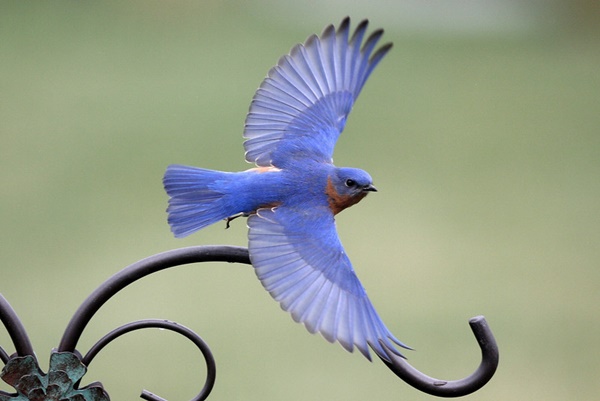 40-beautiful-pictures-of-bluebirds-18