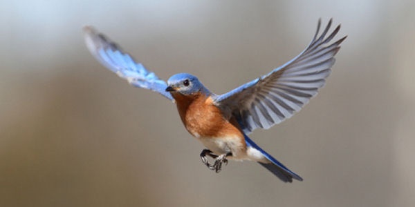 40-beautiful-pictures-of-bluebirds-2