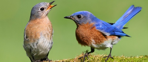 40-beautiful-pictures-of-bluebirds-20