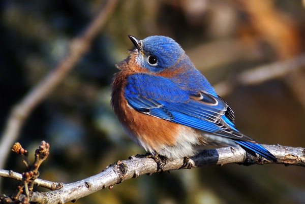 40-beautiful-pictures-of-bluebirds-28