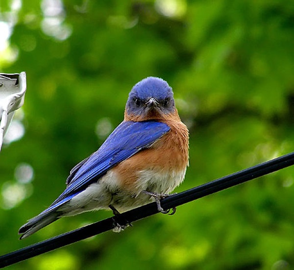 40-beautiful-pictures-of-bluebirds-34