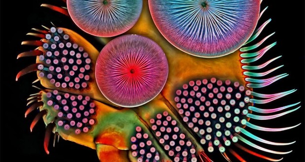 2016 Nikon Macro Photo Contest- The Winners Show World Like You Have ...