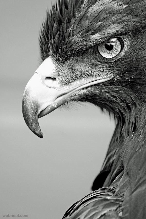 23-eagle-black-and-white-photography-by-alan-hinchliffe