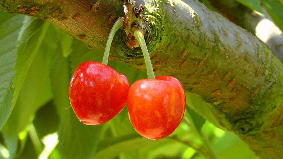 cherries-178148_960_720