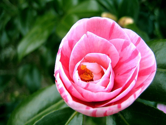 pink-flower_blog131210