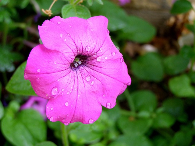 purple flower_blog131210