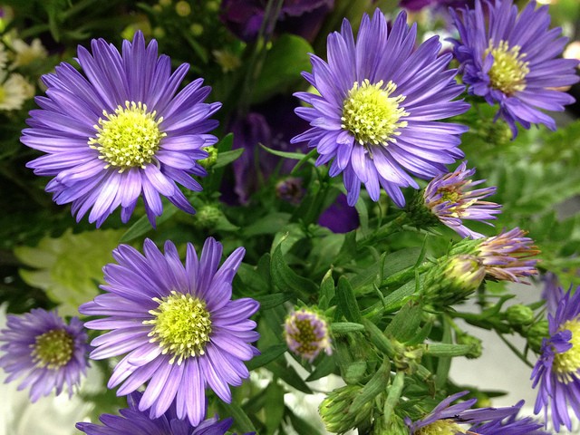 purple-flowers_blog131210