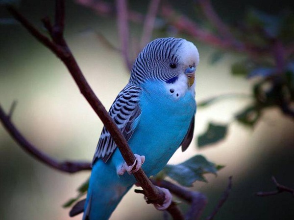 most-beautiful-birds-in-the-world-37-photos-12