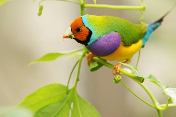 most-beautiful-birds-in-the-world-37-photos-22
