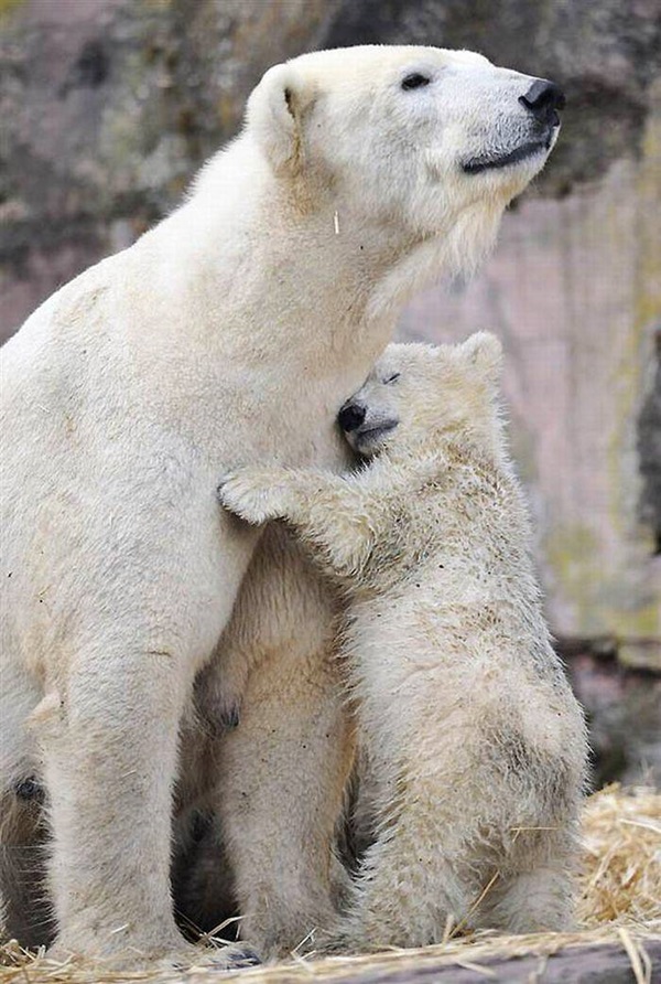 polar-bear-pictures-18.