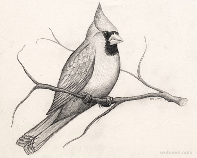 Beautiful Bird Drawing By Michelle Hand Fine Art America