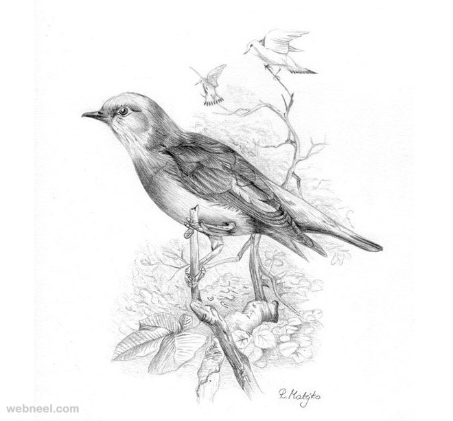 Pencil Colour Realistic Bird Drawing at Rs 1500/sheet | Pencil Sketches in  Thane | ID: 2851032591691