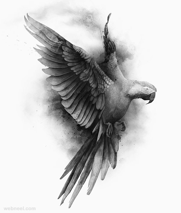 Bird Pencil Drawing by LBozzie on DeviantArt