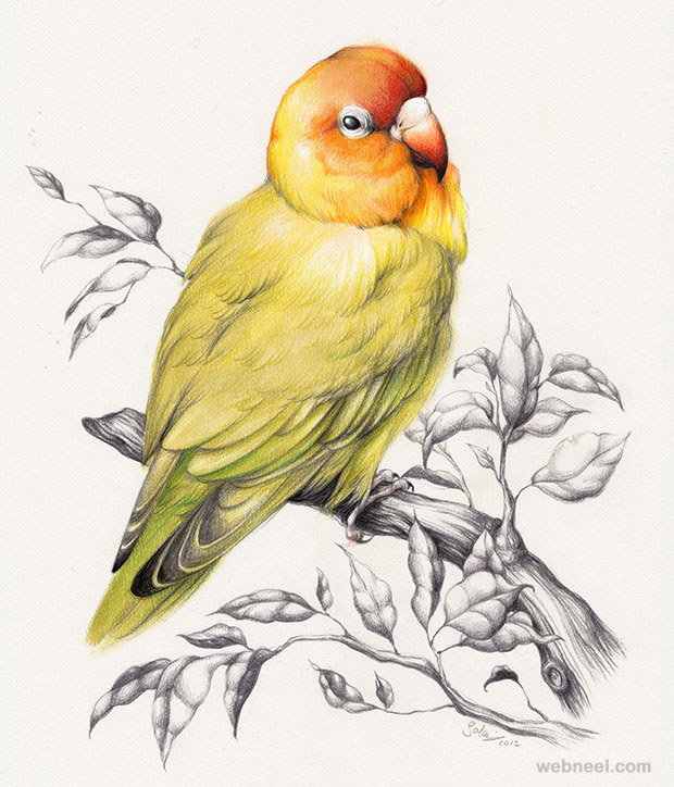 5-bird-drawing