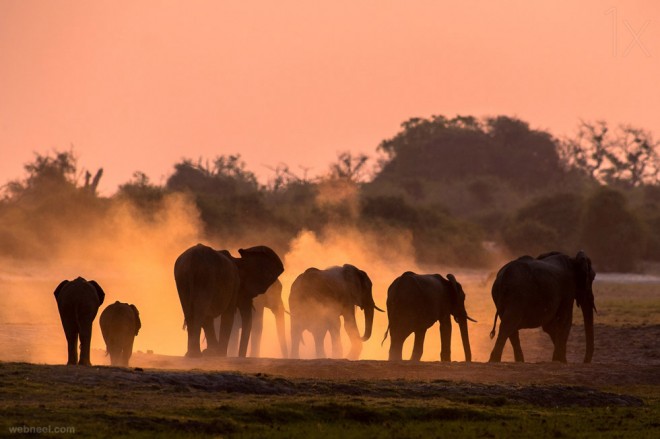13-elephant-wildlife-photo-by-andrew-schoeman.preview