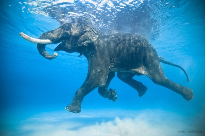 14-elephant-underwater-photography.preview