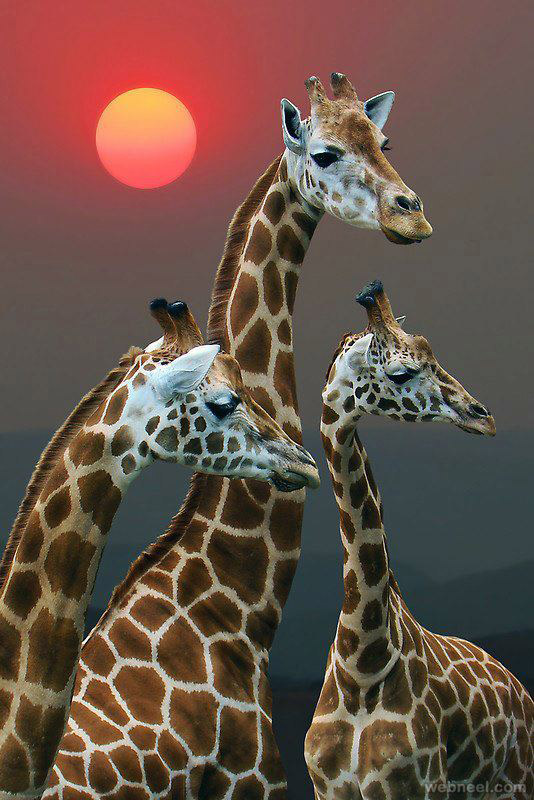 5-giraffe-wildlife-photography